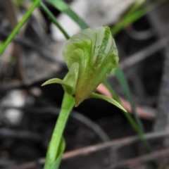 Pterostylis nutans at Paddys River, ACT - 29 Oct 2021