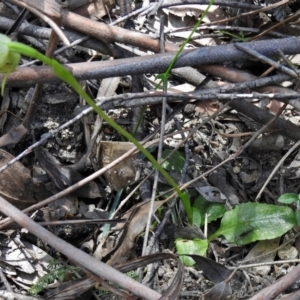 Pterostylis nutans at Paddys River, ACT - 29 Oct 2021