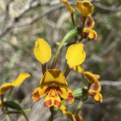 Diuris semilunulata (Late Leopard Orchid) at Mount Jerrabomberra QP - 29 Oct 2021 by AJB
