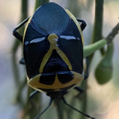 Commius elegans (Cherry Ballart Shield Bug) at QPRC LGA - 29 Oct 2021 by Steve_Bok