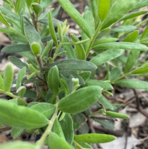 Billardiera scandens at Hughes, ACT - 25 Oct 2021