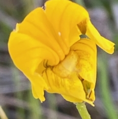 Goodenia pinnatifida (Scrambled Eggs) at Hughes Grassy Woodland - 29 Oct 2021 by KL