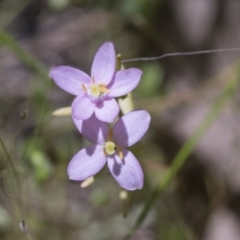 Centaurium sp. (Centaury) at Hawker, ACT - 27 Oct 2021 by AlisonMilton