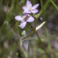 Centaurium sp. at Hawker, ACT - 27 Oct 2021