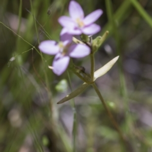 Centaurium sp. at Hawker, ACT - 27 Oct 2021 11:48 AM