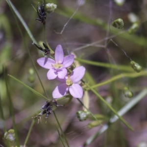 Centaurium sp. at Hawker, ACT - 27 Oct 2021