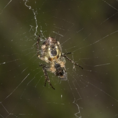 Plebs eburnus (Eastern bush orb-weaver) at The Pinnacle - 27 Oct 2021 by AlisonMilton