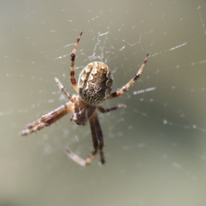 Araneus hamiltoni at Hawker, ACT - 27 Oct 2021