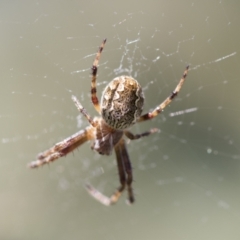 Araneus hamiltoni at Hawker, ACT - 27 Oct 2021