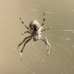 Araneus hamiltoni at Hawker, ACT - 27 Oct 2021 11:46 AM