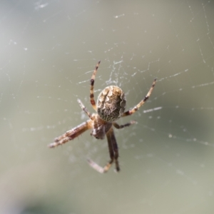 Araneus hamiltoni at Hawker, ACT - 27 Oct 2021 11:46 AM