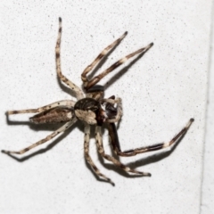 Helpis minitabunda (Threatening jumping spider) at Higgins, ACT - 28 Oct 2021 by AlisonMilton