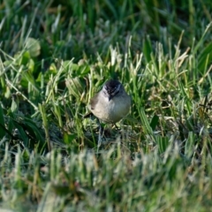 Acanthiza chrysorrhoa (Yellow-rumped Thornbill) at Lyneham, ACT - 29 Oct 2021 by RobertD