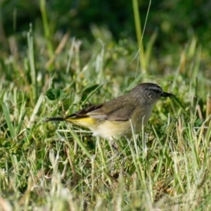 Acanthiza chrysorrhoa at Lyneham, ACT - 29 Oct 2021