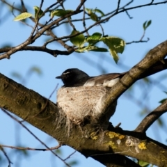 Rhipidura leucophrys (Willie Wagtail) at Sullivans Creek, Lyneham North - 29 Oct 2021 by RobertD