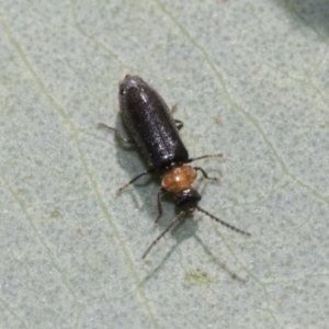 Chauliognathus lugubris at Bruce, ACT - 19 Oct 2021