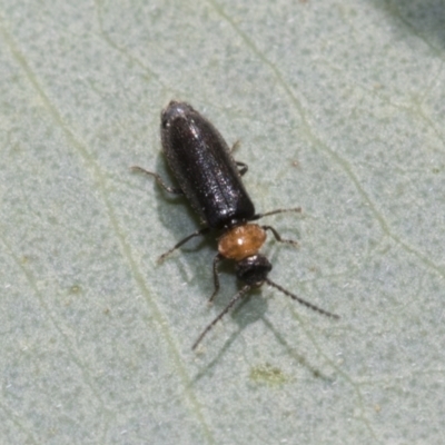Chauliognathus lugubris (Plague Soldier Beetle) at Bruce Ridge - 18 Oct 2021 by AlisonMilton