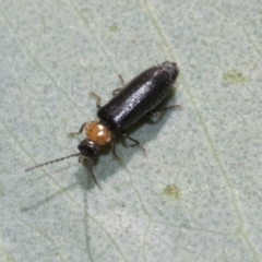 Chauliognathus lugubris at Bruce, ACT - 19 Oct 2021