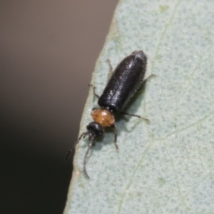 Chauliognathus lugubris at Bruce, ACT - 19 Oct 2021