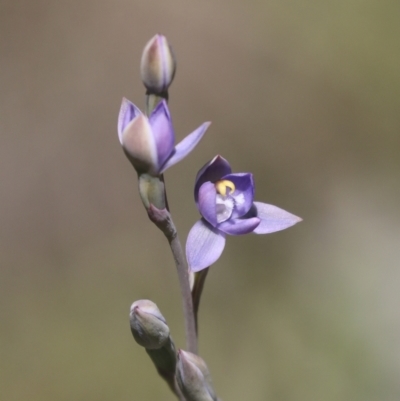 Thelymitra sp. (A Sun Orchid) at Hawker, ACT - 27 Oct 2021 by AlisonMilton