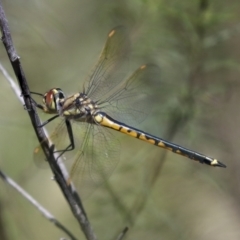 Hemicordulia tau (Tau Emerald) at Hawker, ACT - 27 Oct 2021 by AlisonMilton