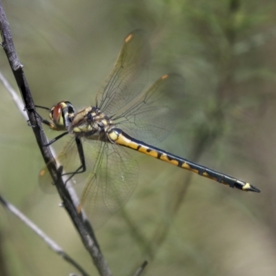 Hemicordulia tau (Tau Emerald) at The Pinnacle - 27 Oct 2021 by AlisonMilton