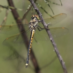 Hemicordulia tau at Hawker, ACT - 27 Oct 2021