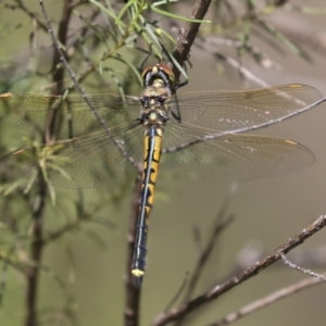 Hemicordulia tau at Hawker, ACT - 27 Oct 2021