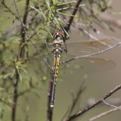 Hemicordulia tau at Hawker, ACT - 27 Oct 2021