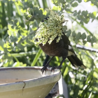 Strepera graculina (Pied Currawong) at Higgins, ACT - 26 Oct 2021 by AlisonMilton