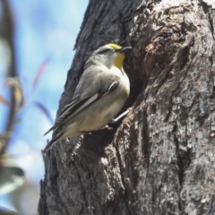 Pardalotus striatus (Striated Pardalote) at Hawker, ACT - 27 Oct 2021 by AlisonMilton