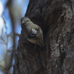 Pardalotus striatus at Hawker, ACT - 27 Oct 2021