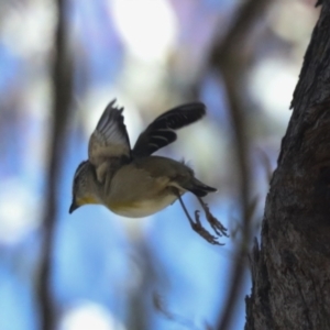 Pardalotus striatus at Hawker, ACT - 27 Oct 2021