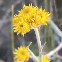 Chrysocephalum apiculatum (Common Everlasting) at Jerrabomberra, NSW - 29 Oct 2021 by SteveBorkowskis