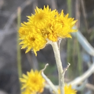 Chrysocephalum apiculatum at Jerrabomberra, NSW - 29 Oct 2021 06:49 PM