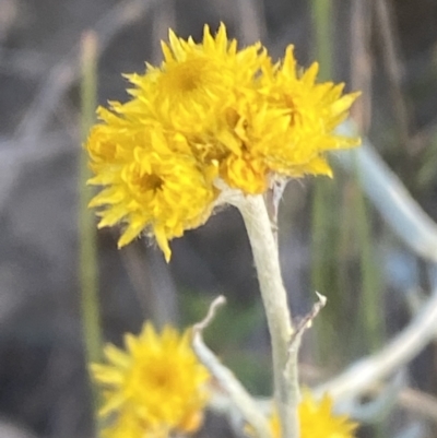 Chrysocephalum apiculatum (Common Everlasting) at Jerrabomberra, NSW - 29 Oct 2021 by SteveBorkowskis