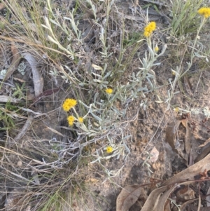 Chrysocephalum apiculatum at Jerrabomberra, NSW - 29 Oct 2021 06:49 PM