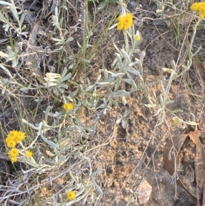 Chrysocephalum apiculatum at Jerrabomberra, NSW - 29 Oct 2021 06:49 PM