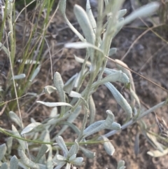 Chrysocephalum apiculatum at Jerrabomberra, NSW - 29 Oct 2021