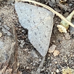 Taxeotis (genus) (Unidentified Taxeotis geometer moths) at Jerrabomberra, NSW - 29 Oct 2021 by SteveBorkowskis