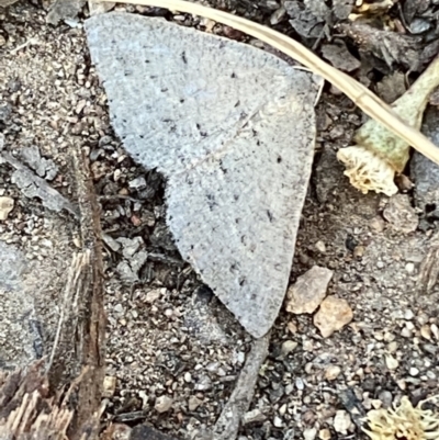 Taxeotis (genus) (Unidentified Taxeotis geometer moths) at Jerrabomberra, NSW - 29 Oct 2021 by SteveBorkowskis