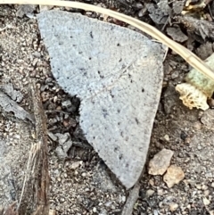 Taxeotis (genus) at Jerrabomberra, NSW - 29 Oct 2021