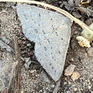 Taxeotis (genus) at Jerrabomberra, NSW - 29 Oct 2021