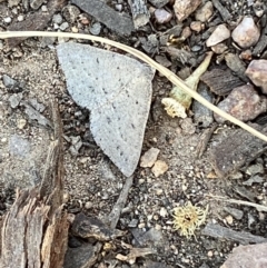 Taxeotis (genus) at Jerrabomberra, NSW - 29 Oct 2021