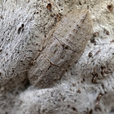 Ledromorpha planirostris (A leafhopper) at Jerrabomberra, NSW - 29 Oct 2021 by Steve_Bok