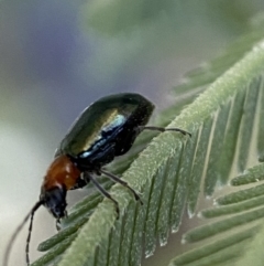 Adoxia benallae (Leaf beetle) at QPRC LGA - 29 Oct 2021 by Steve_Bok