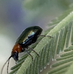 Adoxia benallae (Leaf beetle) at Jerrabomberra, NSW - 29 Oct 2021 by SteveBorkowskis