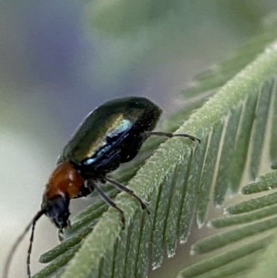 Adoxia benallae (Leaf beetle) at QPRC LGA - 29 Oct 2021 by Steve_Bok