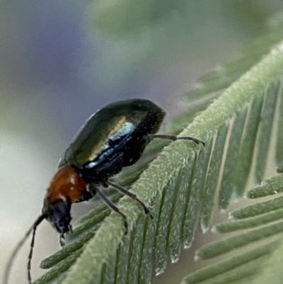 Adoxia benallae (Leaf beetle) at Jerrabomberra, NSW - 29 Oct 2021 by SteveBorkowskis