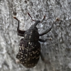 Melanterius sp. (genus) (Unidentified Melanterius weevil) at Jerrabomberra, NSW - 29 Oct 2021 by SteveBorkowskis